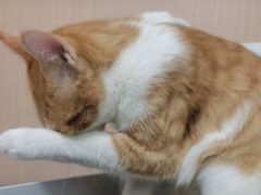 -谐和贝康宠物医院24小时·宠保定点(急重症转诊中心)