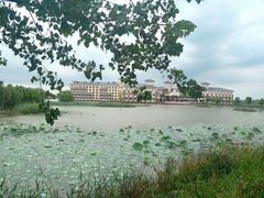 -泗洪洪泽湖湿地景区
