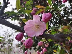 -上海共青森林公园