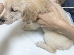 -千城康桥宠物医院·猫科·骨科·心脏