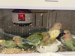 -吉丁鸟咖·异宠·寄养