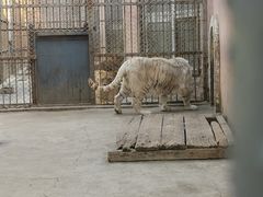 -哈尔滨北方森林动物园