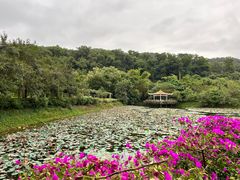 -大屏嶂森林公园