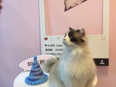 -三花喵·撸猫购宠·宠物生活馆(虹桥南丰城店)