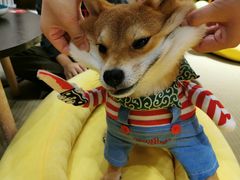 -逗柴咖啡屋·狗咖猫咖宠物桌游