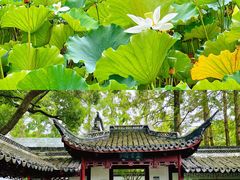 -上海醉白池公园