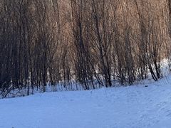 -亚布力新体委滑雪场