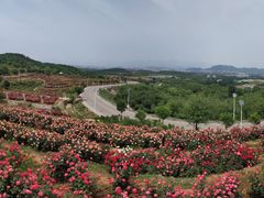 -密云玫瑰情园