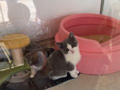 -糯米喵星人总部直营旗舰店·猫舍·幼猫出售