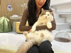 -COLOR PETS 撸猫馆·购猫·猫咖(长风大悦城店)