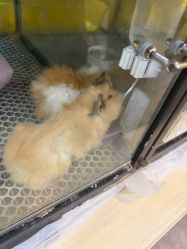 -神奇动物撸宠馆·羊驼·小浣熊·异宠(豫园店)