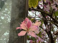 -花苑里咖啡(威远店)