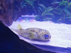 -梦幻海洋王国(吾悦广场张家港店)