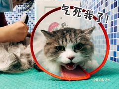 -美联众合爱康动物医院•复杂内科•肿瘤科•牙科•腔镜诊疗中心