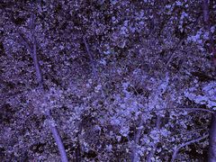 -西北湖绿化广场