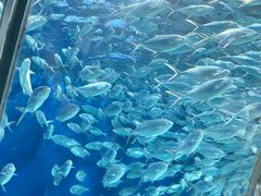 -上海海洋水族馆