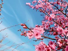 -林屋梅海青梅保护基地