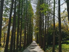 -上海滨江森林公园