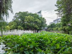-莲湖公园