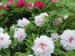 -莲花池公园
