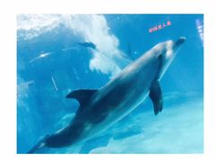 -福州罗源湾海洋世界旅游区