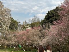 -杭州植物园