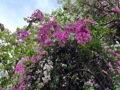 -深圳国际园林花卉博览园