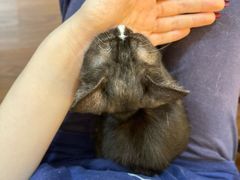 -楼上猫咖(罗湖店)