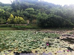 -神光山国家森林公园