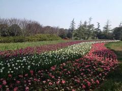 -上海鲜花港