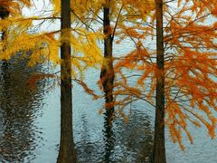 -白鹭湾湿地公园