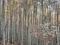 -上海佘山国家森林公园天马山园