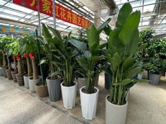 -李村大集