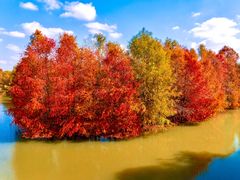 -上海海湾国家森林公园