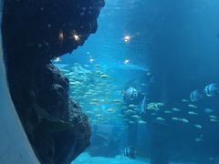 -石家庄海洋公园