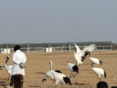 -盐城丹顶鹤湿地生态旅游区