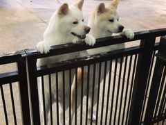 -TrueLove @ Neverland (Husky Cafe)
