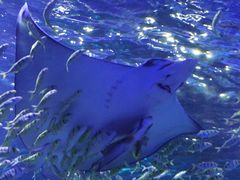 -江和美海洋公园