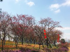 -天适樱花悠乐园