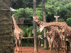 -海南热带野生动植物园
