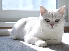 -宠物家(大兴旧宫店)