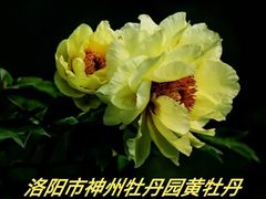 -神州牡丹园