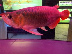 -中环花鸟鱼虫市场