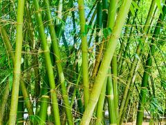 -深圳仙湖植物园