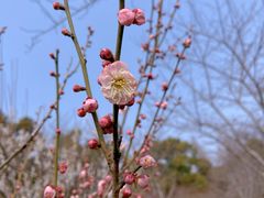 -苏州上方山国家森林公园