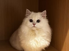 -欣宠猫屋·矮脚拿破仑·蓝金金渐层