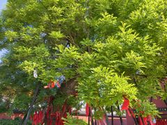 -药王庙(安国市)
