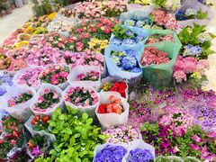 -双季花艺园艺市场(浦东店)