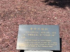 -黄帝陵