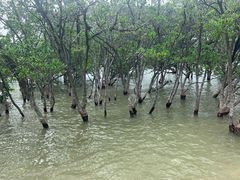 -宝安西湾红树林湿地公园